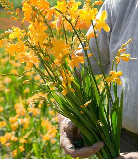 Crocosmia Buttercup